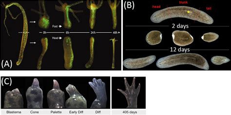 Frontiers | Evolution of Regeneration in Animals: A Tangled Story