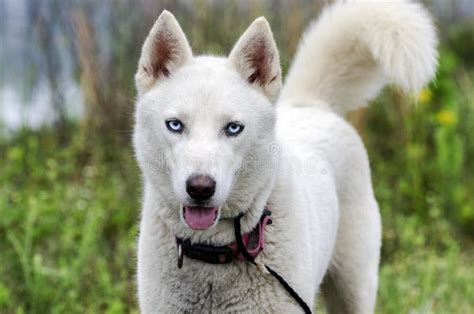 Perro Blanco Del Husky Siberiano Foto de archivo - Imagen de trineo, alaska: 90945902