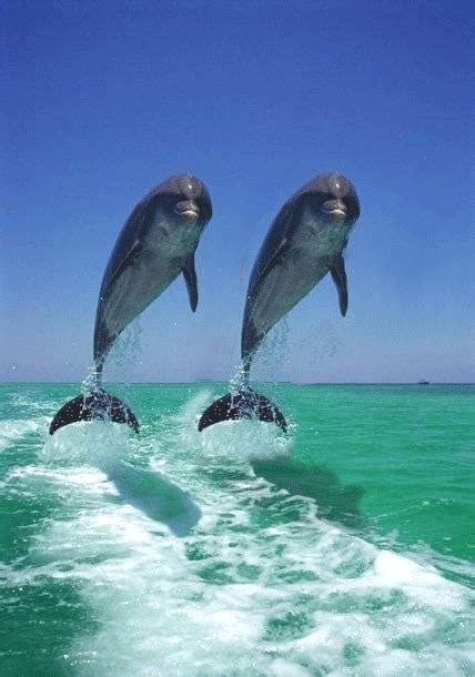 Dolphin Jumping Gif