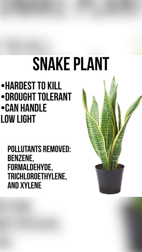 Snake plant benefits – Artofit