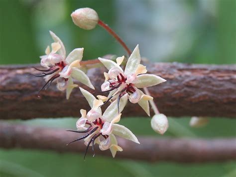 The Miracle Process of Cacao Pollination - The Chocolate Journalist