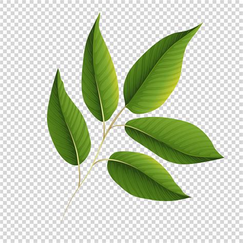 Green leaves on transparent background 447531 Vector Art at Vecteezy