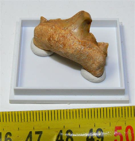 Patologic Otodus obliquus teeth (28 mm) from Morocco - Fossi