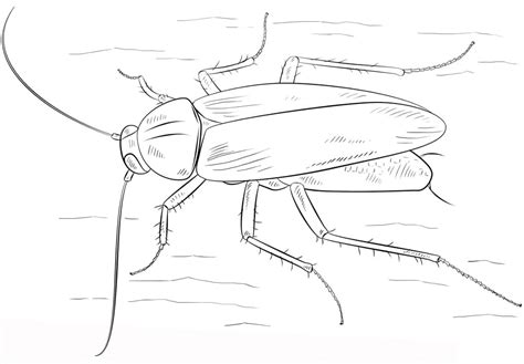 German Cockroach Coloring Page - Free Printable Coloring Pages for Kids