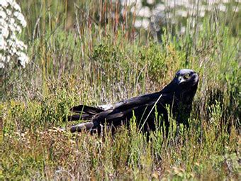 Black Harrier - Overberg Crane Group