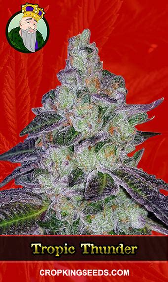 Buy Tropic Thunder Feminized Marijuana Seeds Online