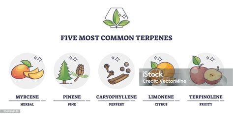 Terpenes Types For Essential Oils And Aromatic Nature Flavors Outline Diagram Stock Illustration ...