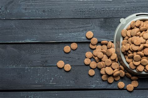 The 10 Best Organic Cat Foods in 2022 - PetMag