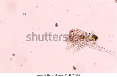 Zooplankton Algae Microscope Stock Photo (Edit Now) 1158823609