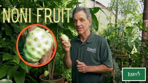 Noni Fruit ~ How to Grow and Care for the Noni Fruit Plant - YouTube