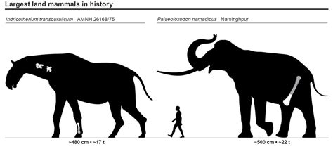 The largest land mammals ever to exist - Indricotherium transouralicum, and Palaeoloxodon ...
