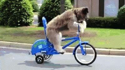 Dog On A Bike GIF - Bike Dog Pedal - Discover & Share GIFs