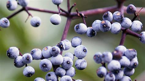 Blue Elderberry | native fruit trees for sale | Native Foods Nursery