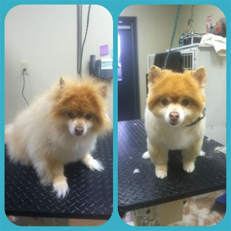 Pomeranian Puppy Cut Before After