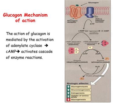 PPT - Metabolic effects of Insulin and Glucagon Metabolism in the Well fed state PowerPoint ...