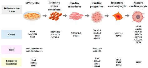 IJMS | Free Full-Text | Epigenetic Regulation of Cardiomyocyte Differentiation from Embryonic ...