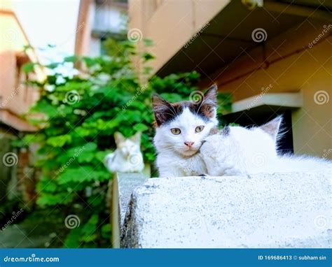 Cats with Bolt looks stock image. Image of white, looks - 169686413