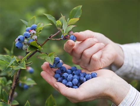 Picking Blueberries: When and How To Harvest Your Fruit