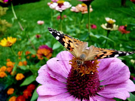 Butterfly Wildflower Mix - Wildflower Seeds - Green-tech Specifier