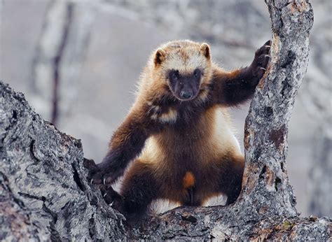 Facts about wolverines