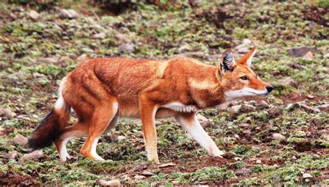 Ethiopia National Parks