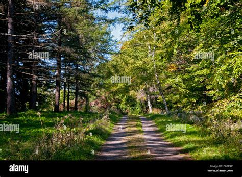 A trail through the woods Stock Photo - Alamy