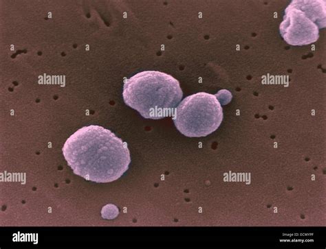 Streptococcus Salivarius Morphology