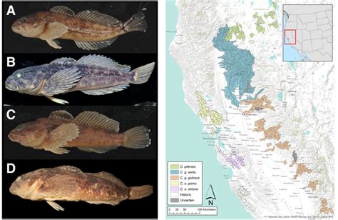 DNA Unveils New Freshwater Fish Species in California | California WaterBlog