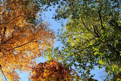 Wings & Wildflowers: Fall Foliage in Asheville, NC