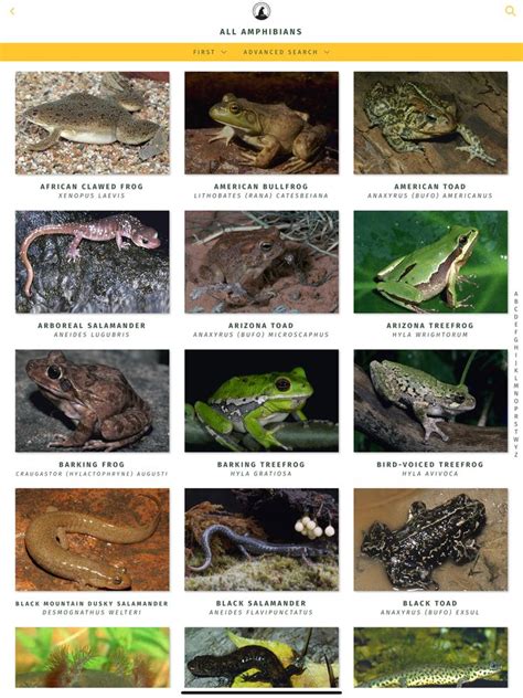 Types Of Amphibians List