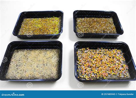 Four Containers with Germinated Seeds. Growing Microgreens Stock Image - Image of growing ...