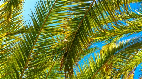 Palm Tree Leaves Free Stock Photo - Public Domain Pictures