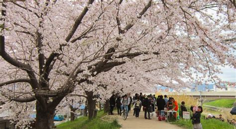 5 Cherry Blossom Viewing Spots in Osaka and Kyoto