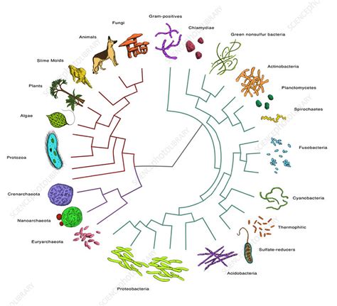 Evolutionary Tree: Bacteria - Stock Image - C039/1103 - Science Photo Library