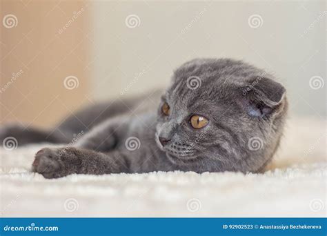 Grey kitten scottish fold stock image. Image of grey - 92902523