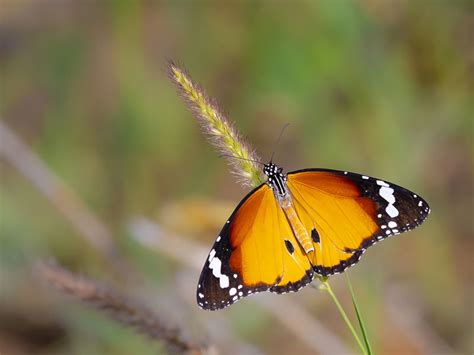 9 exquisite Butterfly Gardens in India that you must visit