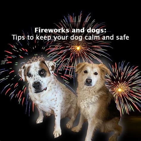 Fireworks and dogs: Tips to keep your dog calm and safe