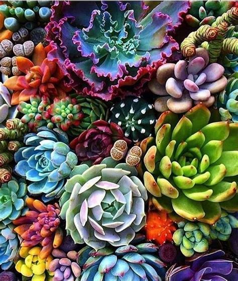 Pin by Casa Rosa on flor ♥ | Succulents wallpaper, Succulents, Colorful ...