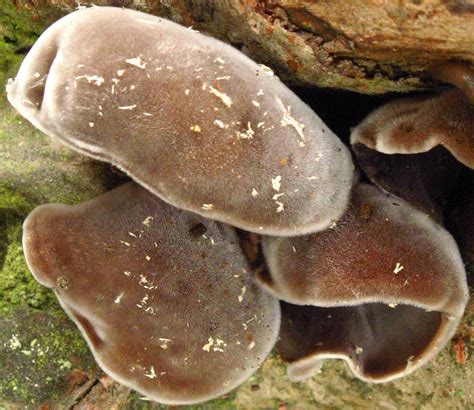 Auricularia polytricha: The Ultimate Mushroom Guide