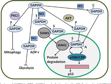 Figure 1 from Critical protein GAPDH and its regulatory mechanisms in cancer cells | Semantic ...