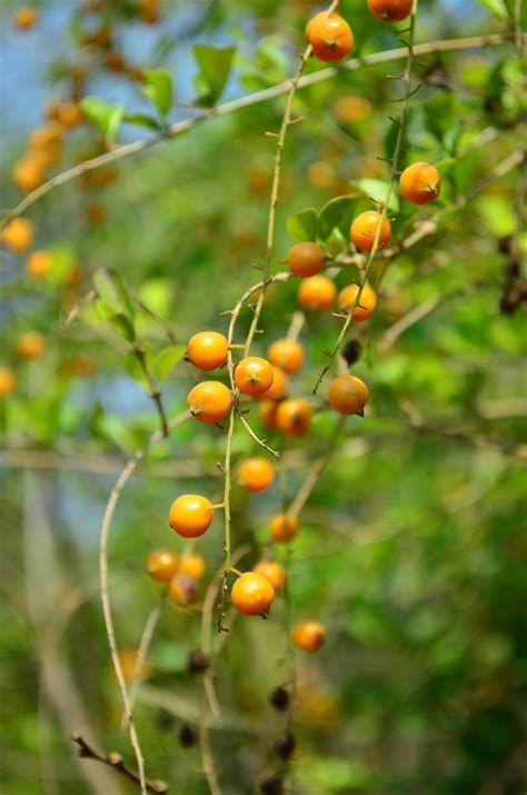 Unique Fruit: The Small Orange Fruit