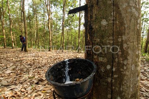 PRODUKSI GETAH KARET TIDAK MAKSIMAL | ANTARA Foto