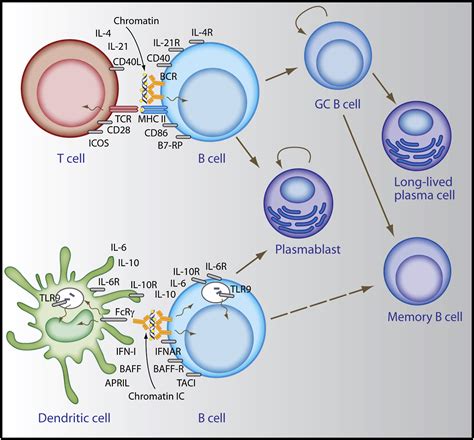 Sites and Stages of Autoreactive B Cell Activation and Regulation: Immunity