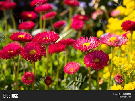 Daisy Flowers Field. Image & Photo (Free Trial) | Bigstock