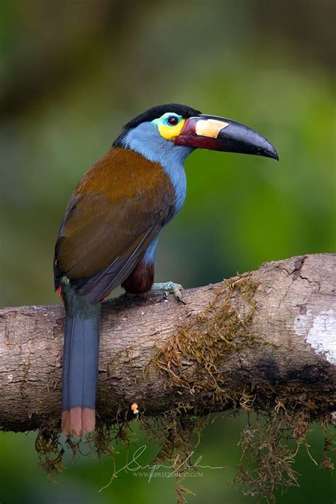 Plate Billed mountain toucan Ecuador