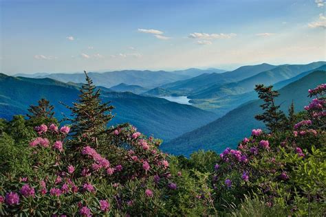 Roan Mountain in June Blue Ridge Parkway, Blue Ridge Mountains, Great ...