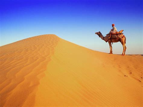 Desert Camel Wallpapers - Top Free Desert Camel Backgrounds ...