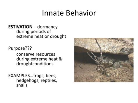 BELLRINGER Define INNATE BEHAVIOR Give 5 examples of innate behavior - ppt download