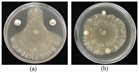 Agronomy | Free Full-Text | Exploring Two Streptomyces Species to ...