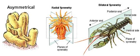 How Can Radial Symmetry Benefit An Animal